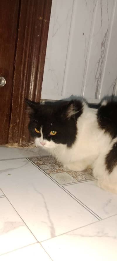 Tripple coated male cat