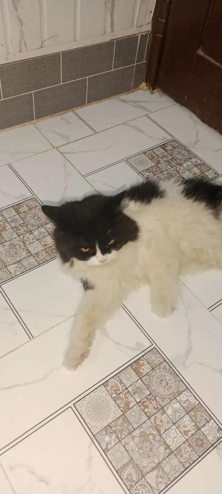 Tripple coated male cat — photo 2