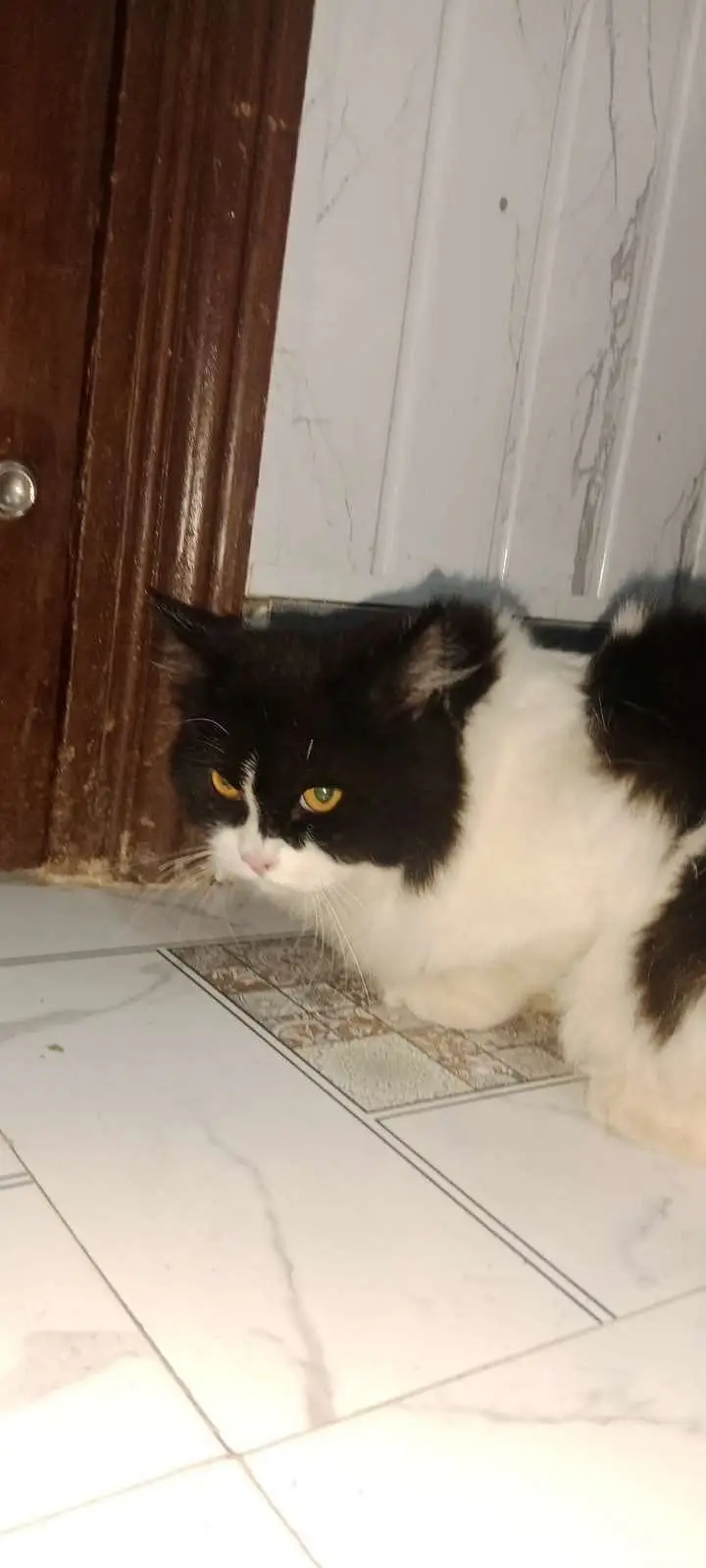 Tripple coated male cat — photo 4