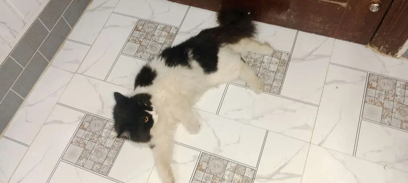 Tripple coated male cat — photo 6