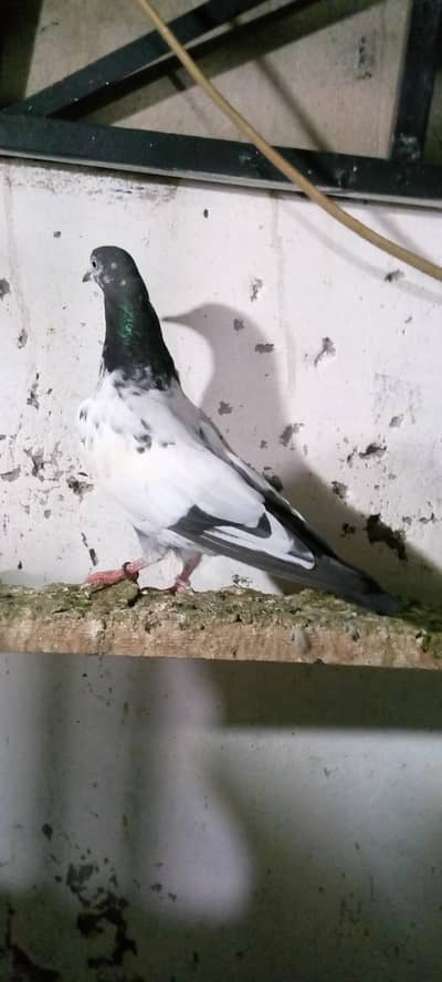 high fly qasore pair far sail breaker paire