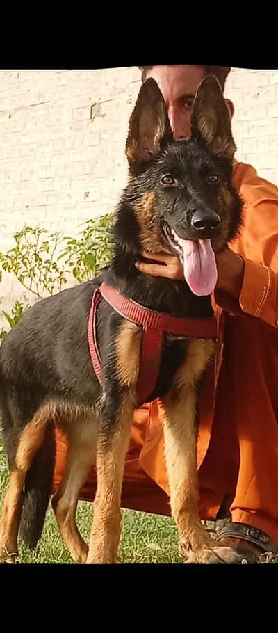 German shepherd stock code female black mass healthy and active for
