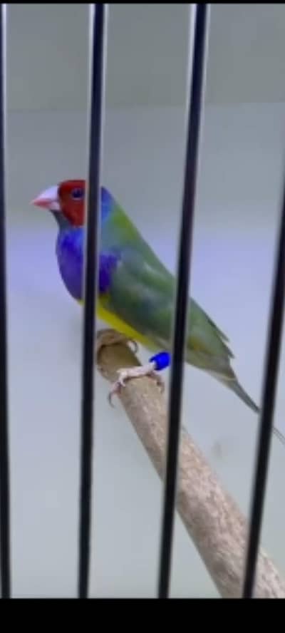 Goldeyans Split blue pairs