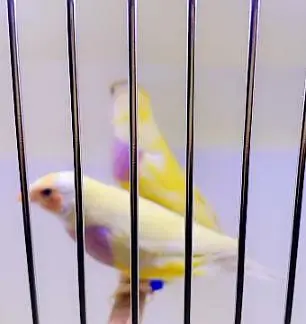 Goldeyans Split blue pairs — photo 3