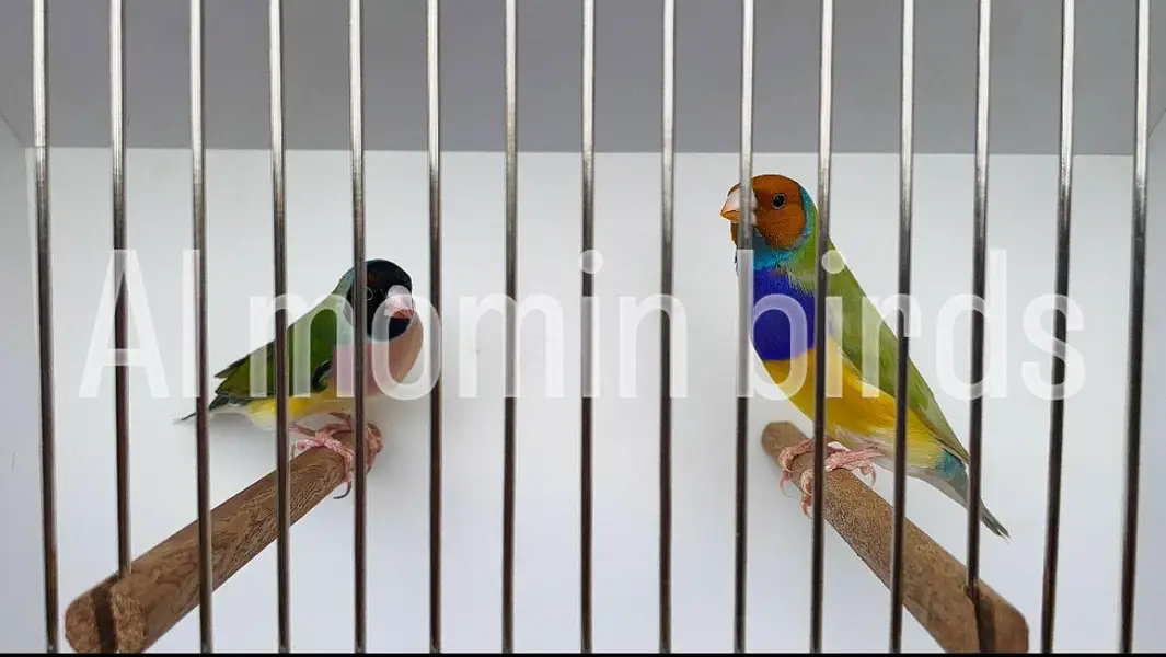 Goldeyans Split blue pairs — photo 4