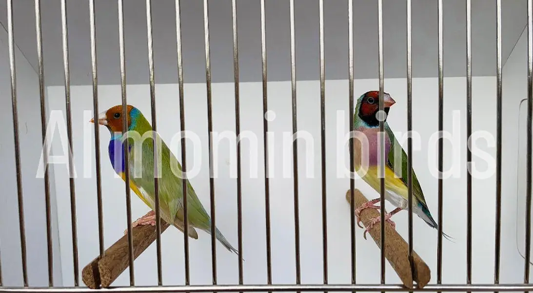 Goldeyans Split blue pairs — photo 5