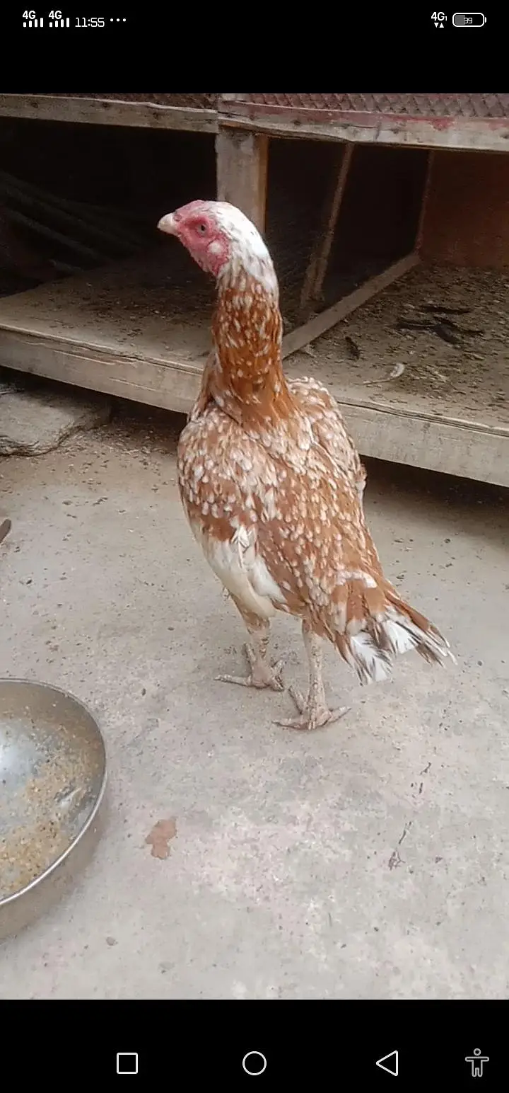 Sontol pahtyaek bari Madi for sell — photo 8