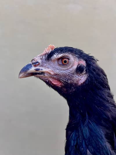 Burmi Pakoi