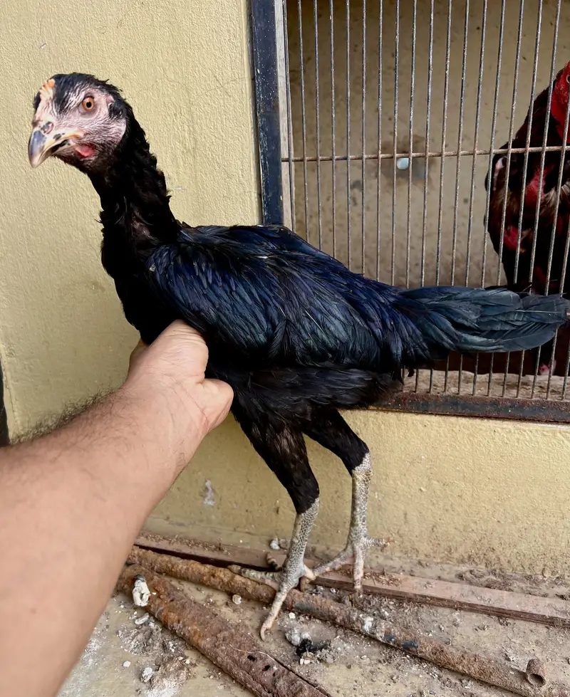 Burmi Pakoi — photo 3