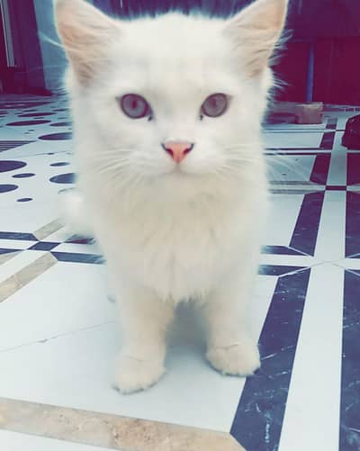Innocent Male breeding ky liye ak tofa