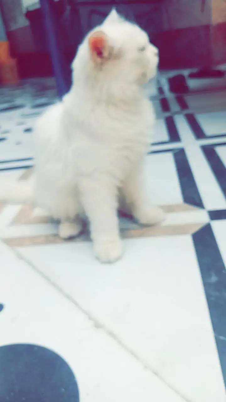Innocent Male breeding ky liye ak tofa — photo 6
