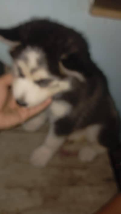 Pure Husky Puppy for Sale