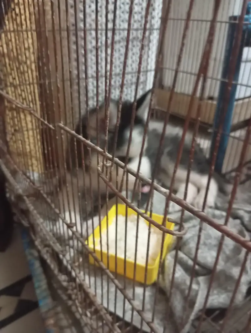 Pure Husky Puppy for Sale — photo 2