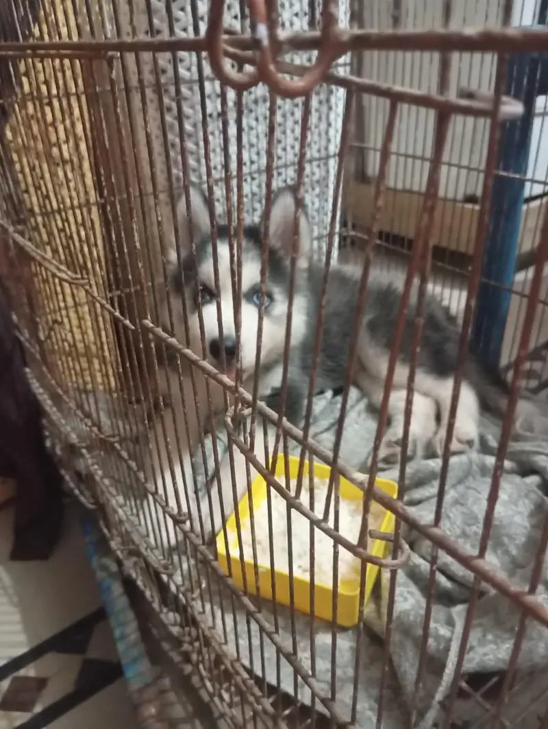 Pure Husky Puppy for Sale — photo 3