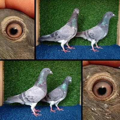 Pigeons|fancy |chapry|ferozpuri|surkhy|mix joro|Pigeons in Lahore