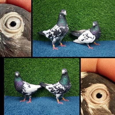 Pigeons|fancy |chapry|ferozpuri|surkhy|mix joro|Pigeons in Lahore