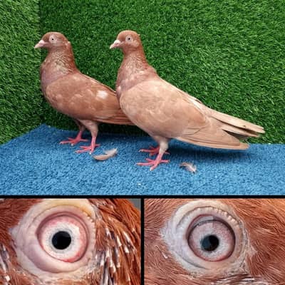 Pigeons|fancy |chapry|ferozpuri|surkhy|mix joro|Pigeons in Lahore