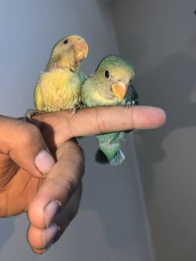 Baby birds hand tame near to self PAIR.