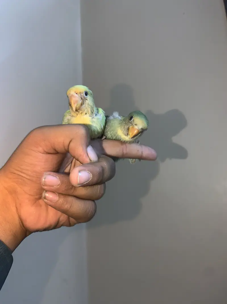 Baby birds hand tame near to self PAIR. — photo 2