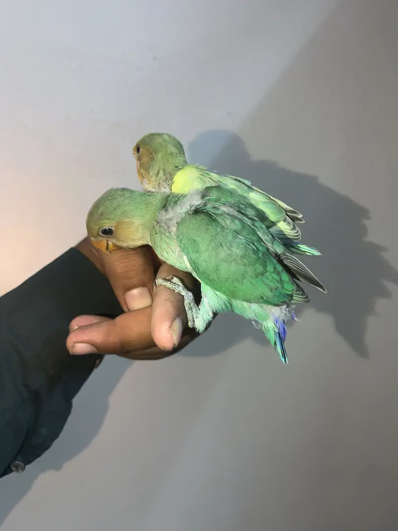 Baby birds hand tame near to self PAIR. — photo 3