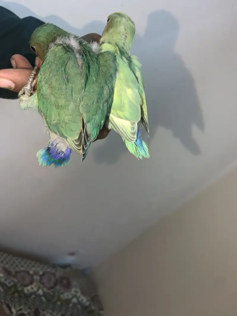 Baby birds hand tame near to self PAIR. — photo 4