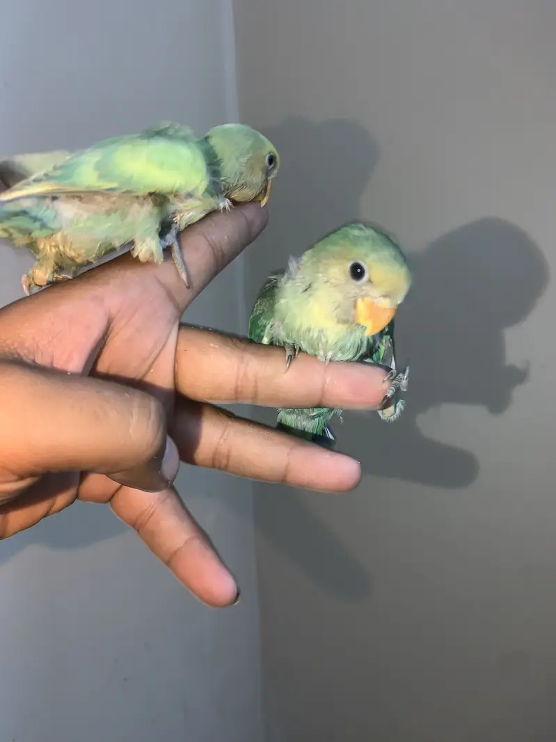 Baby birds hand tame near to self PAIR. — photo 5