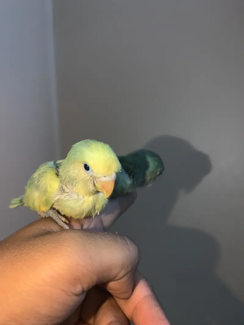 Baby birds hand tame near to self PAIR. — photo 6