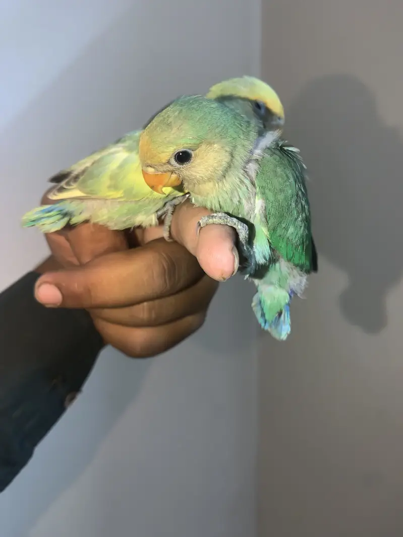 Baby birds hand tame near to self PAIR. — photo 7