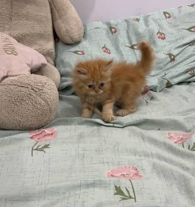 Persian white punch face kitten for sale