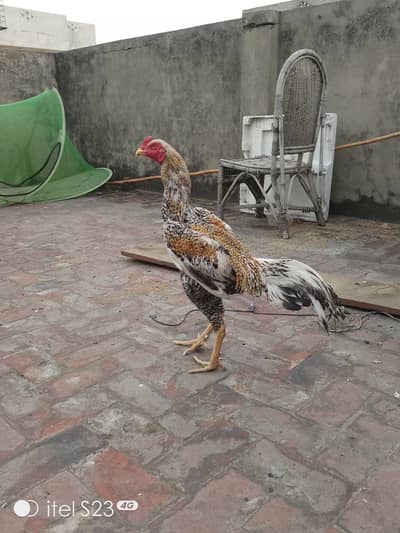 Shamo Male Patha