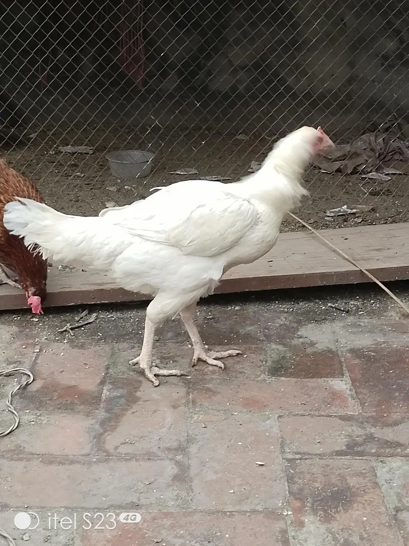 Shamo Male Patha — photo 2