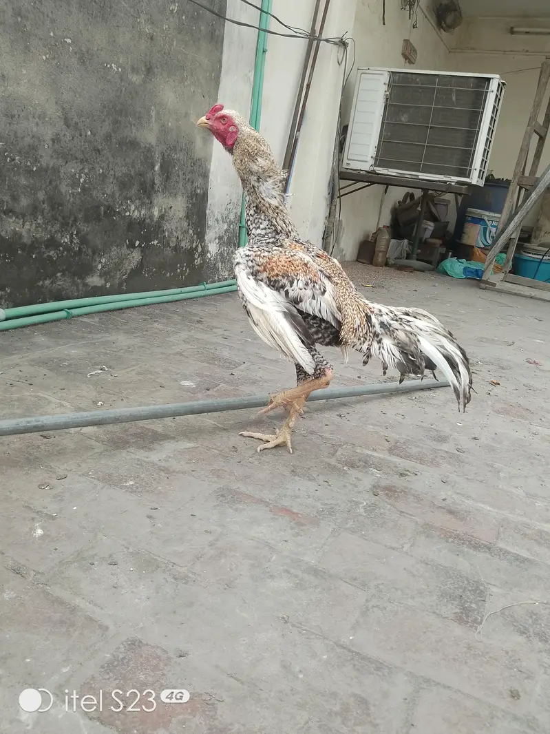 Shamo Male Patha — photo 3