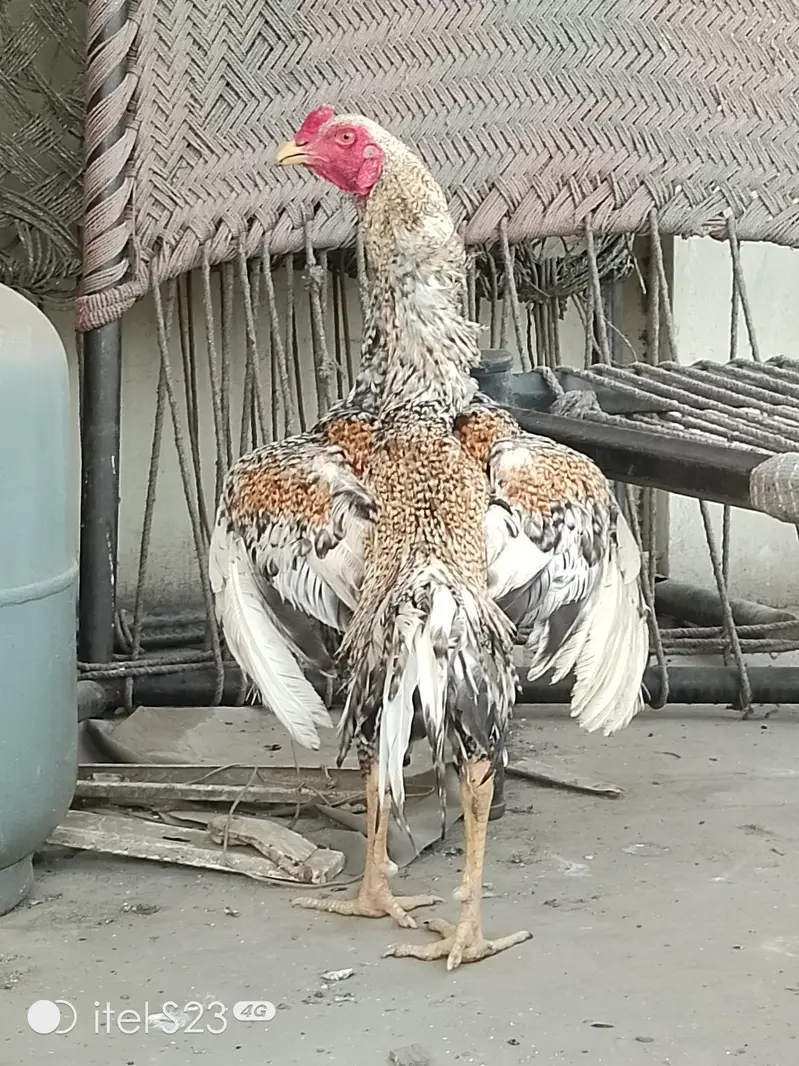 Shamo Male Patha — photo 4