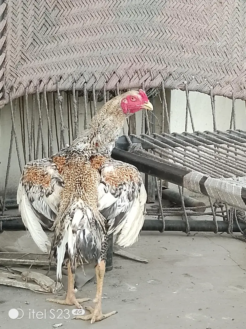 Shamo Male Patha — photo 5