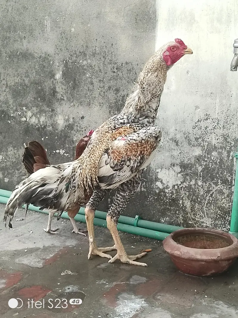 Shamo Male Patha — photo 6
