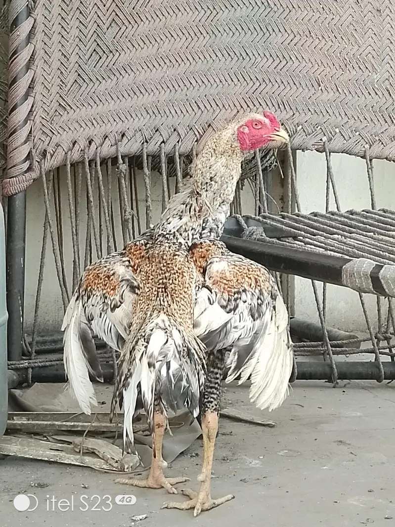 Shamo Male Patha — photo 7