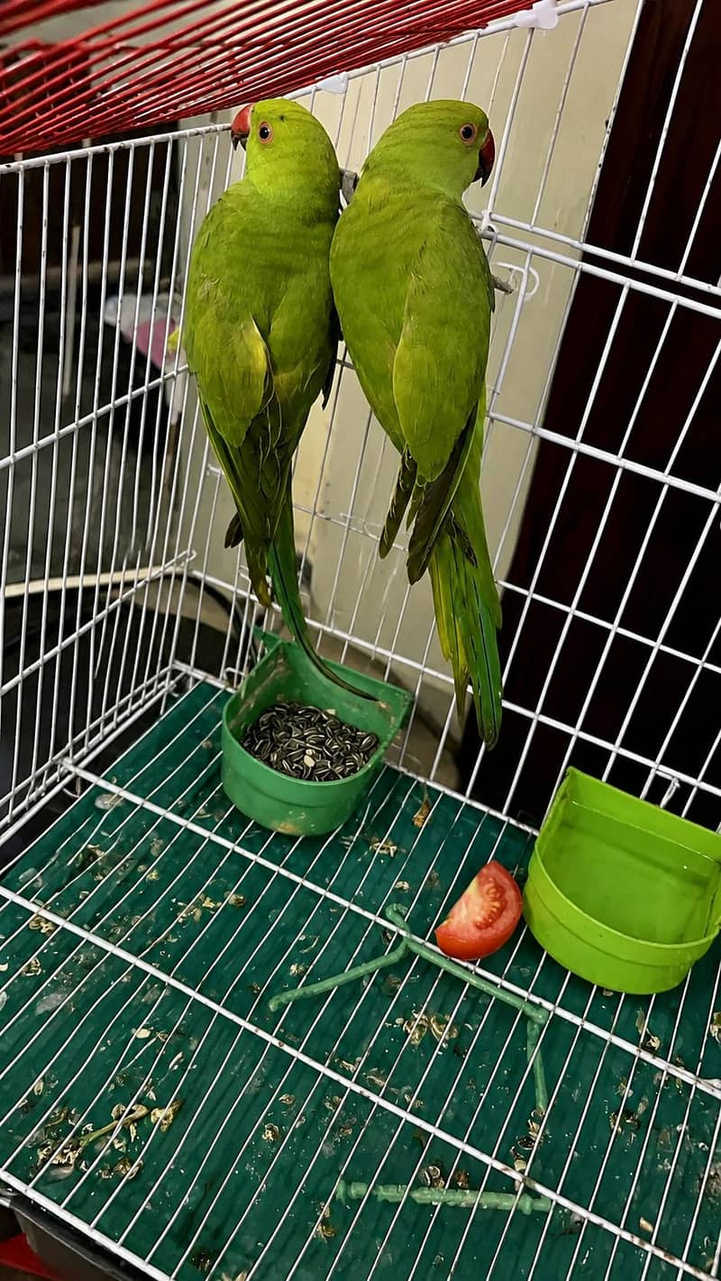 green pair 0