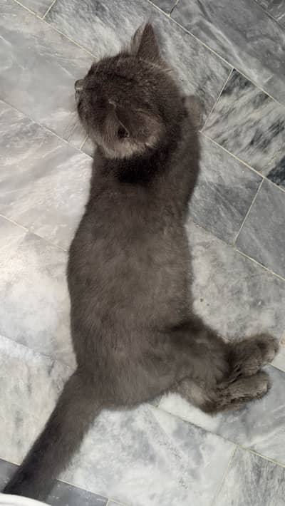 Black perisan triple coat australian cat