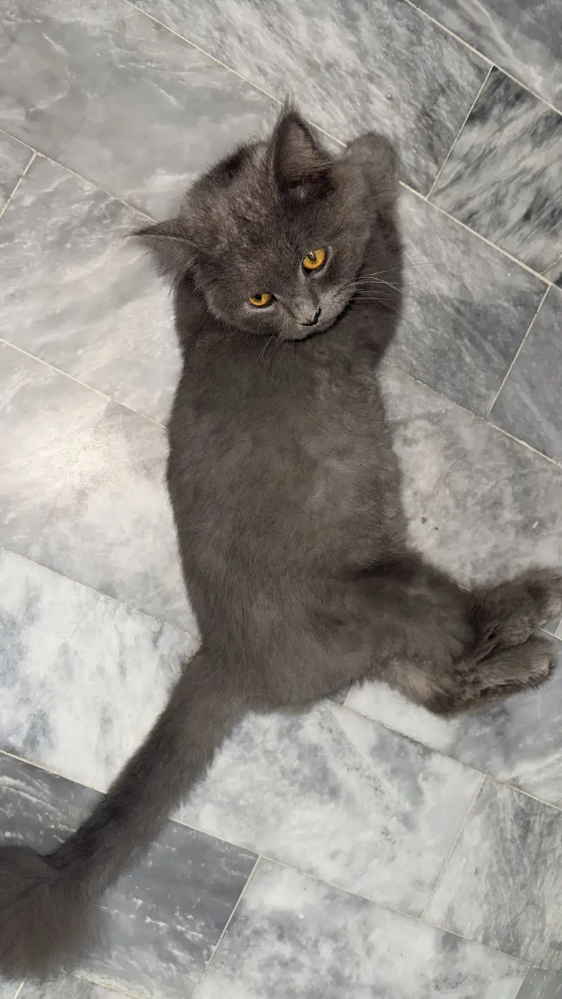 Black perisan triple coat australian cat — photo 2