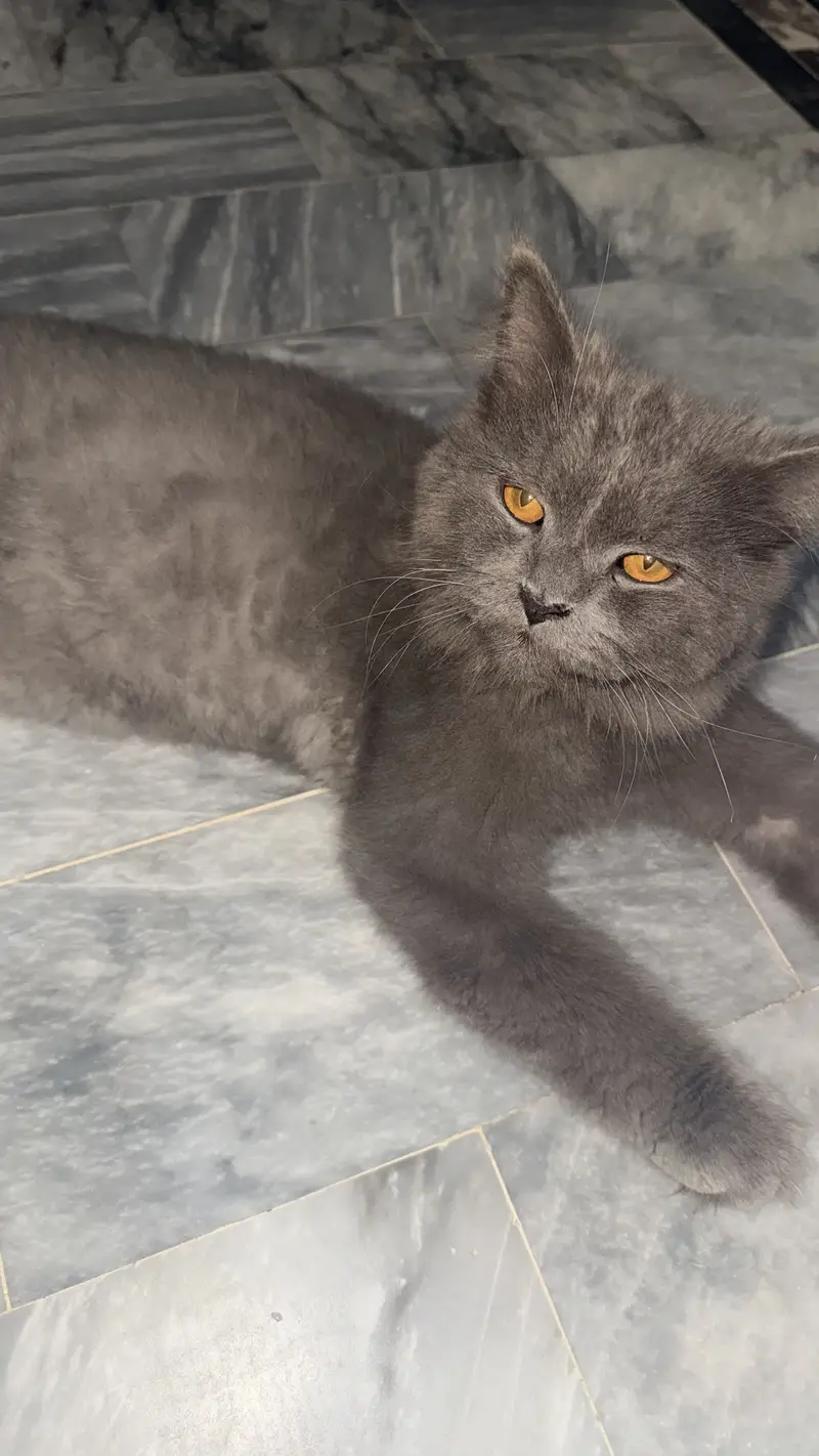 Black perisan triple coat australian cat — photo 3