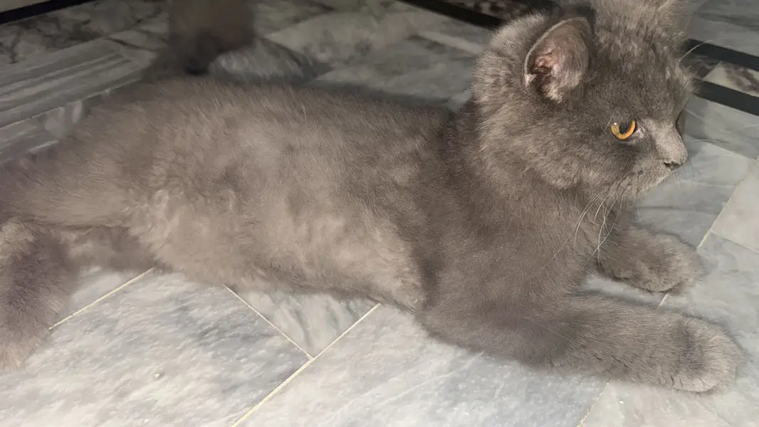 Black perisan triple coat australian cat — photo 4