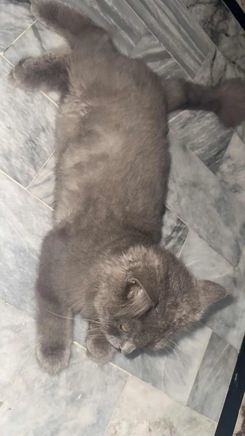 Black perisan triple coat australian cat — photo 5