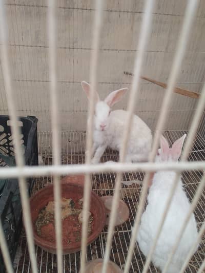 RABBIT AND LOVE BRIDS