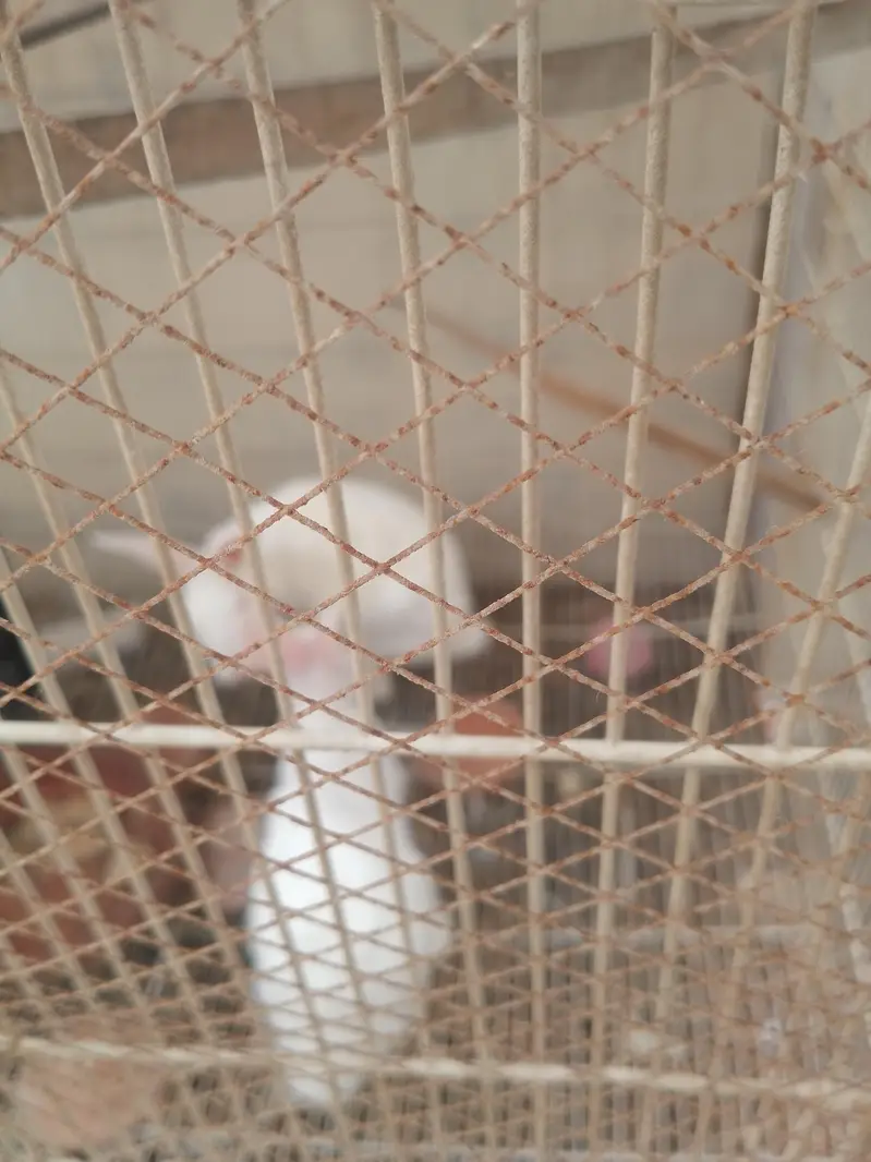 RABBIT AND LOVE BRIDS — photo 2