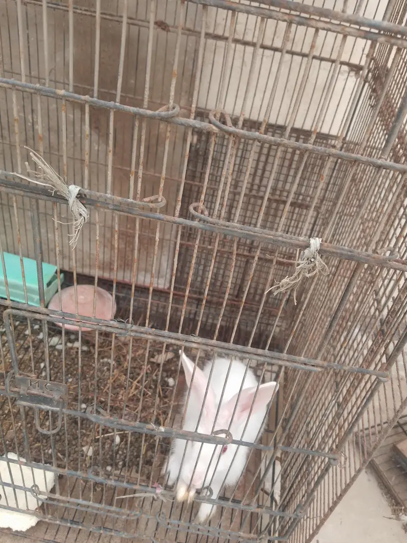 RABBIT AND LOVE BRIDS — photo 3