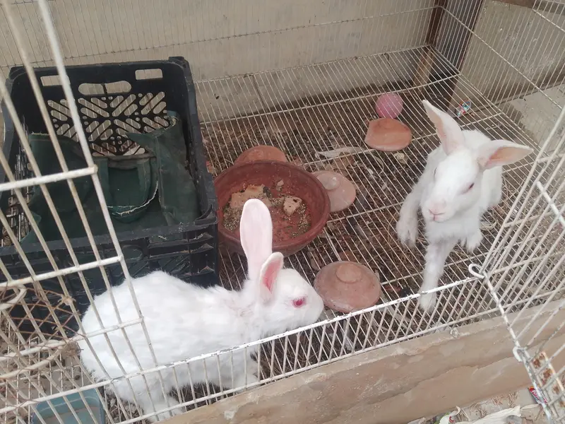 RABBIT AND LOVE BRIDS — photo 4