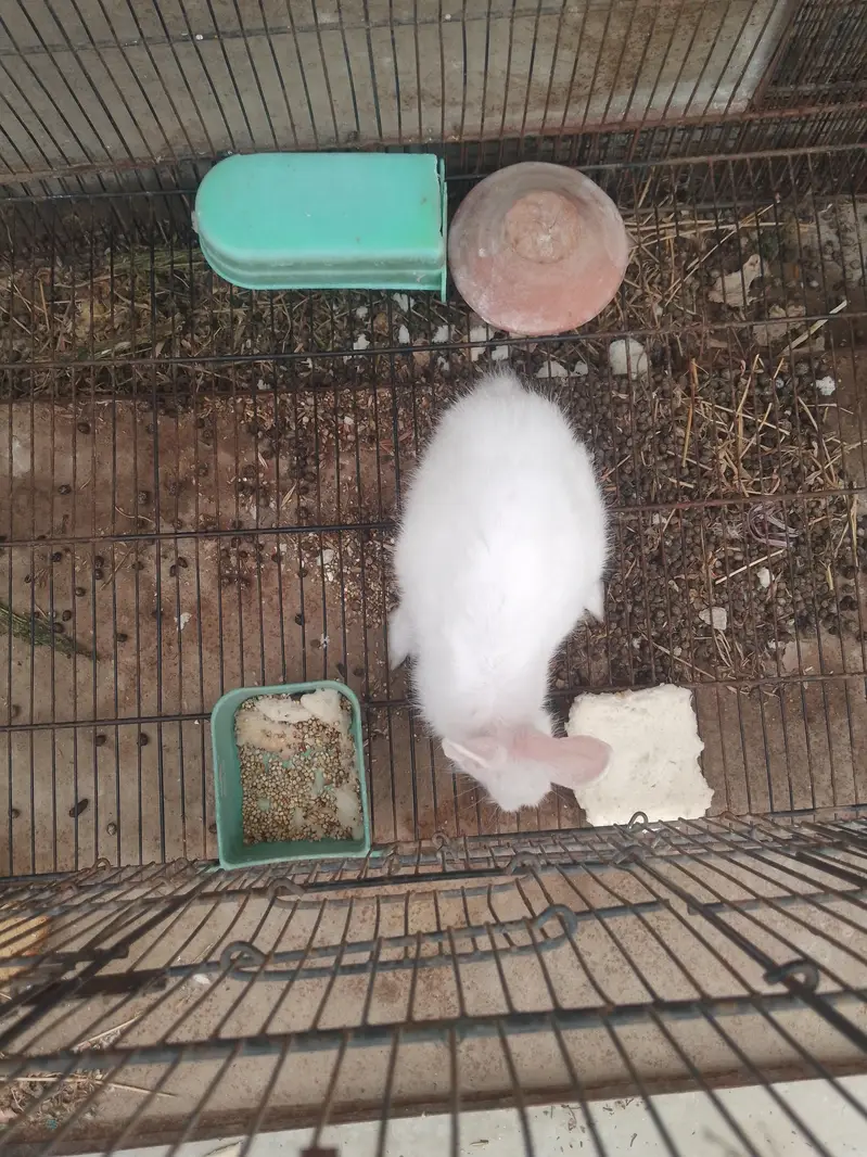 RABBIT AND LOVE BRIDS — photo 5