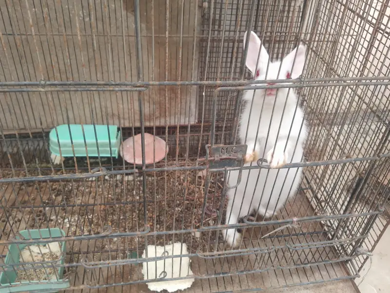 RABBIT AND LOVE BRIDS — photo 6