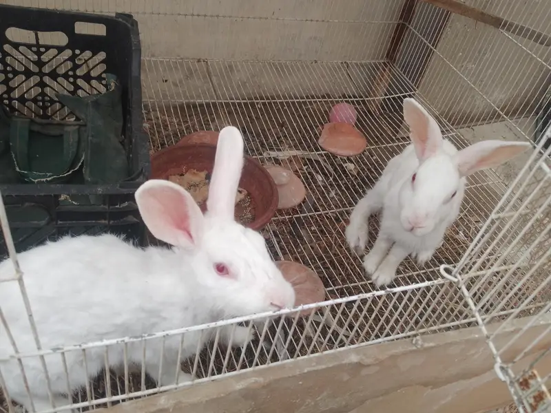 RABBIT AND LOVE BRIDS — photo 7