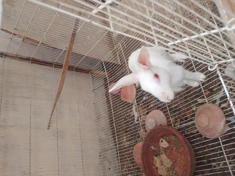 RABBIT AND LOVE BRIDS — photo 8
